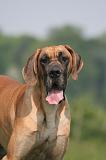 DOGUE ALLEMAND 598